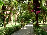 Assouan Ile Kitchener 0784